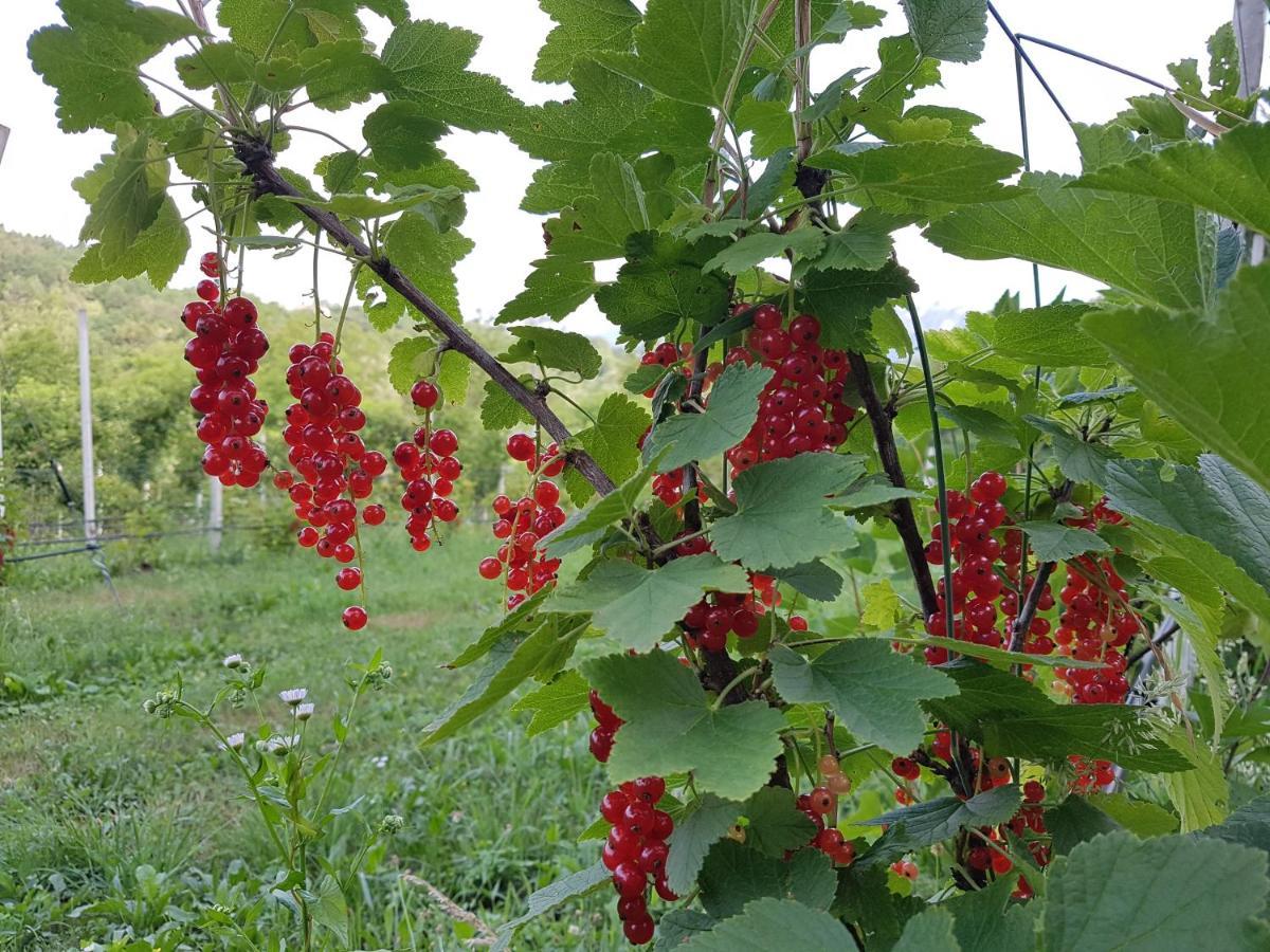 Agriturismo La Giasena Ponte nellʼAlpi Exteriör bild